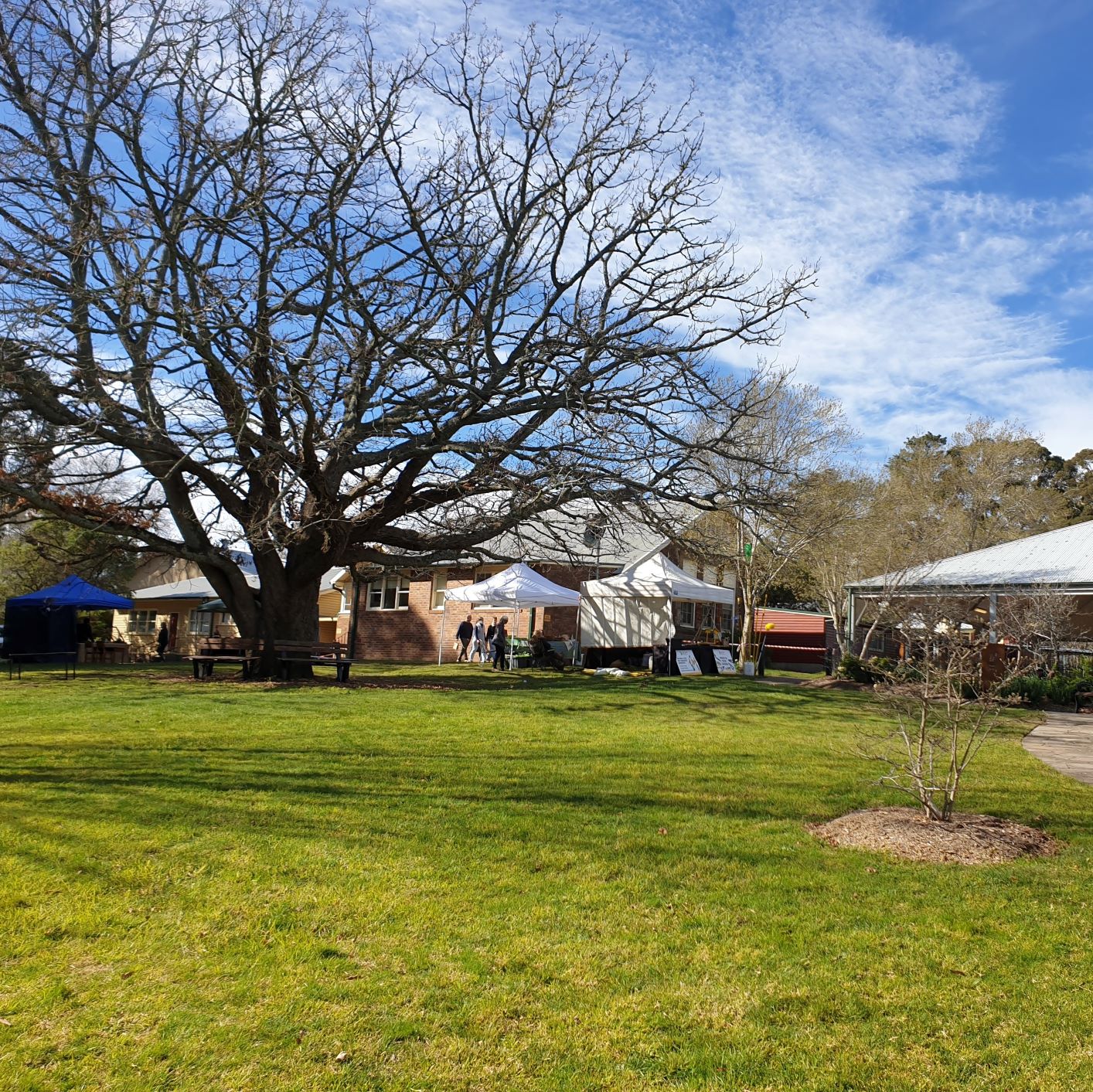 photo of school grounds with tree and lawn